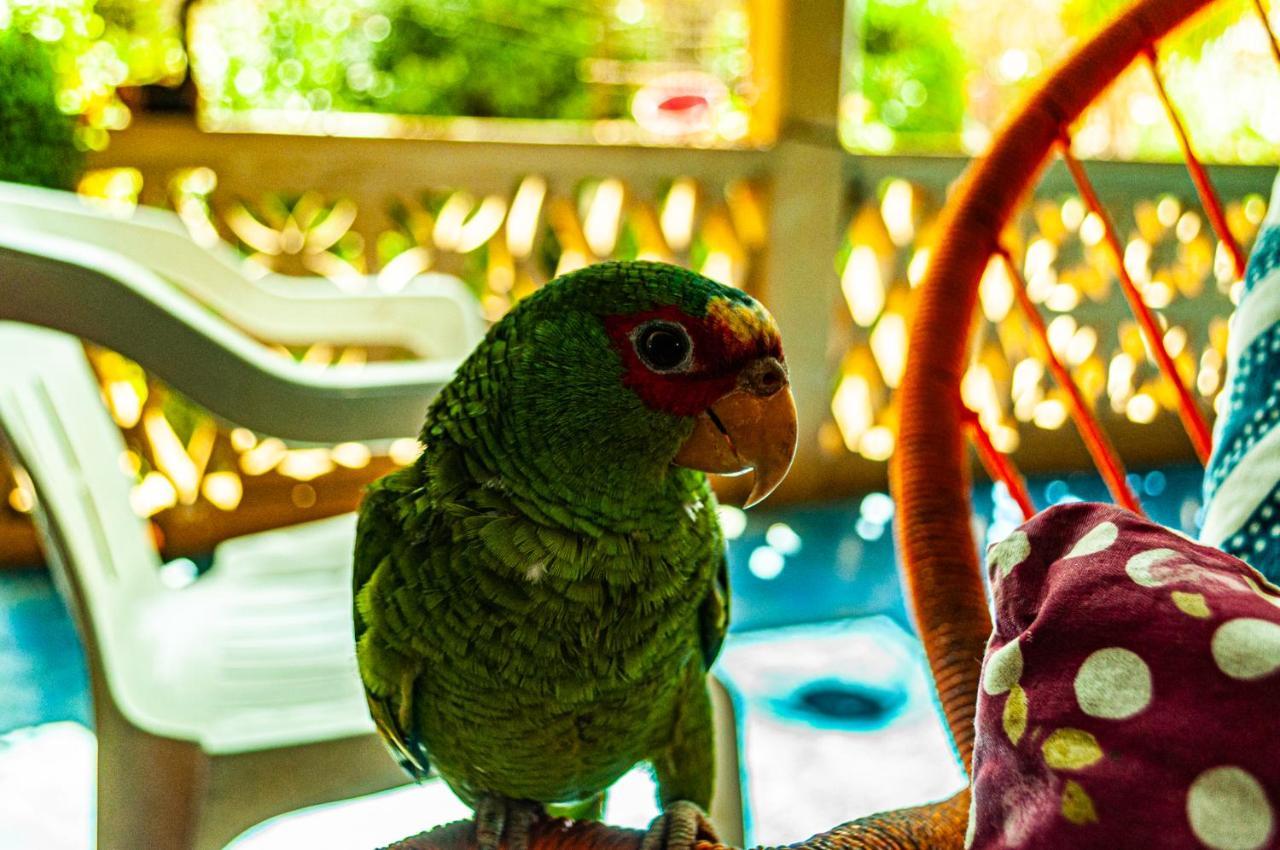 Hotel Capy Puerto Ángel Εξωτερικό φωτογραφία